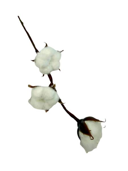 Bawełna pik gałązka 27 cm