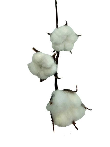 Bawełna pik gałązka 27 cm