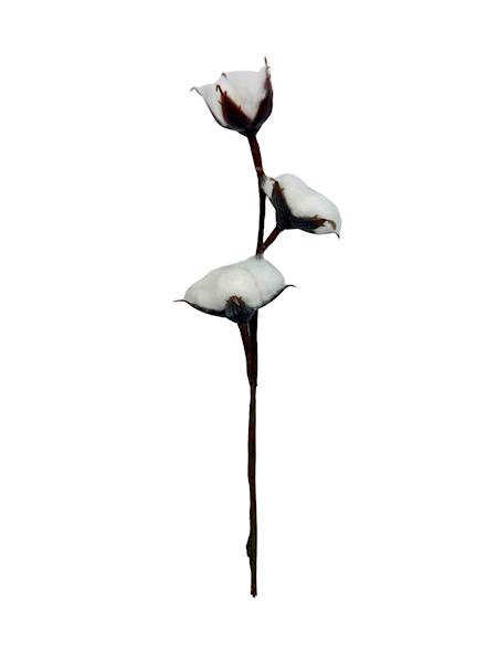Bawełna pik gałązka 27 cm