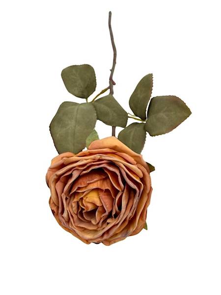 Róża kamelka gałązka 40 cm herbaciana