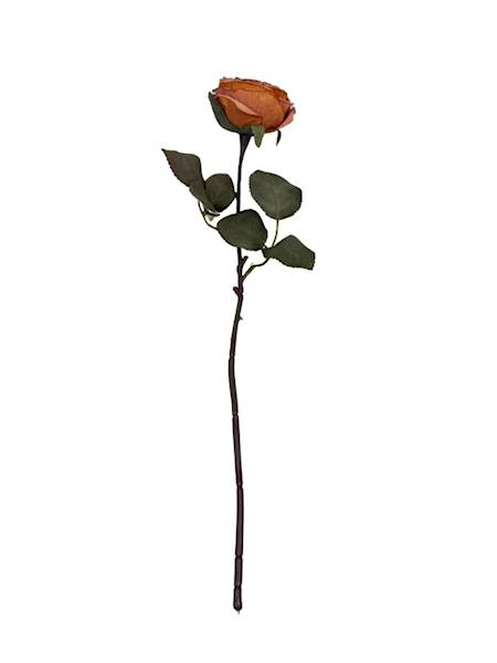 Róża kamelka gałązka 40 cm herbaciana