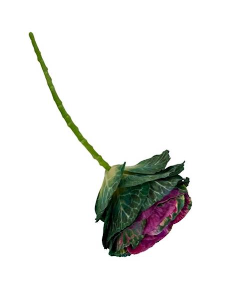 Kapusta ozdobna 50 cm