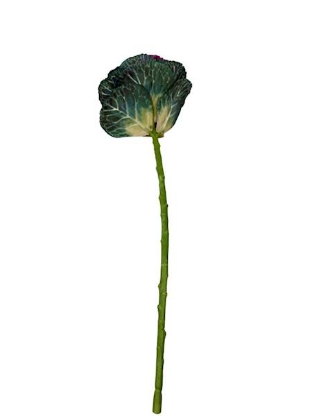 Kapusta ozdobna 50 cm