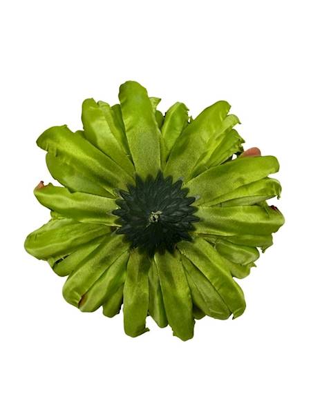 Chryzantema główka 11 cm zielona brzoskwiniowa