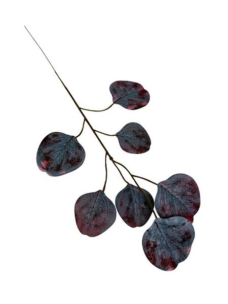 Eukaliptus liść silikonowy fiolet / bordo 6 SZTUK