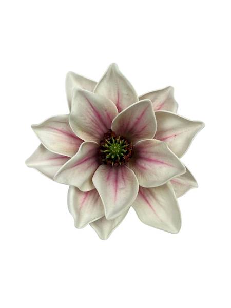 Magnolia piankowa główka 14 cm biało różowa