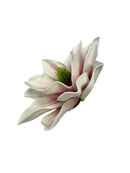 Magnolia piankowa główka 14 cm biało różowa