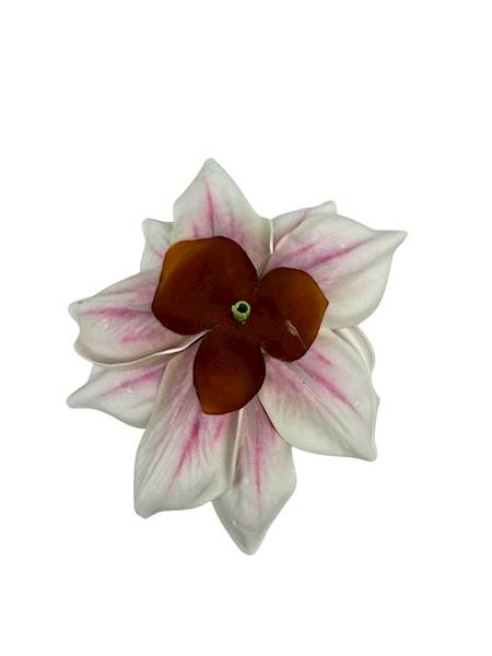 Magnolia piankowa główka 14 cm biało różowa