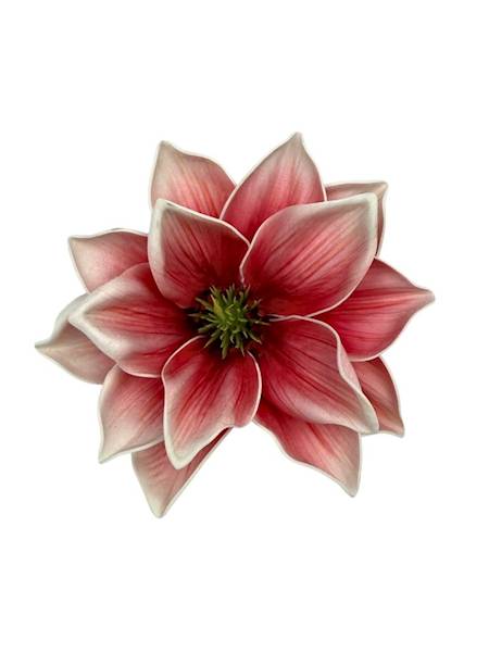 Magnolia piankowa główka 14 cm różowa
