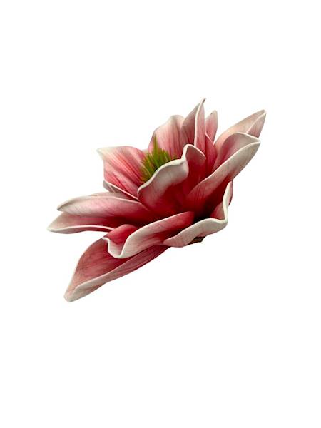 Magnolia piankowa główka 14 cm różowa