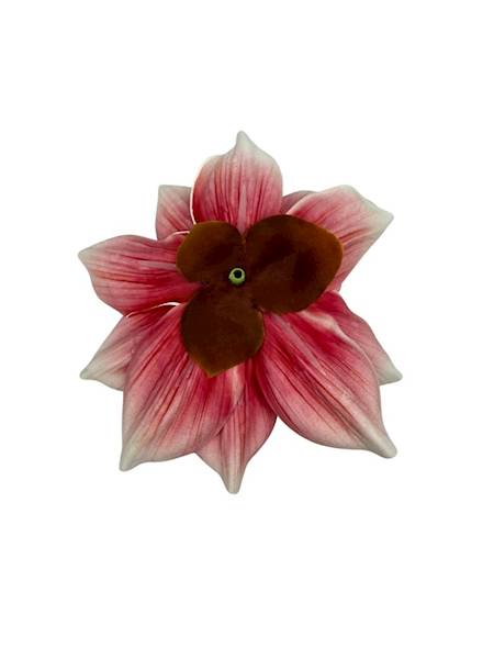 Magnolia piankowa główka 14 cm różowa