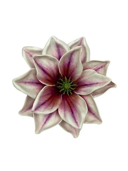 Magnolia piankowa główka 14 cm fioletowo biała 