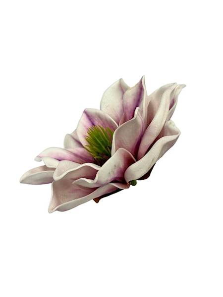 Magnolia piankowa główka 14 cm fioletowo biała 