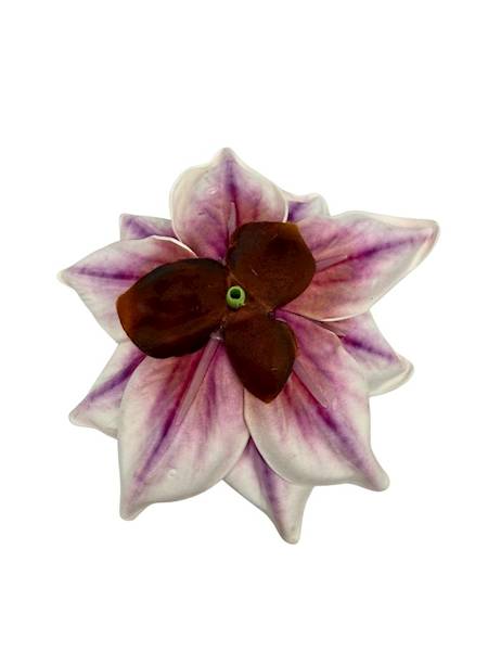 Magnolia piankowa główka 14 cm fioletowo biała 