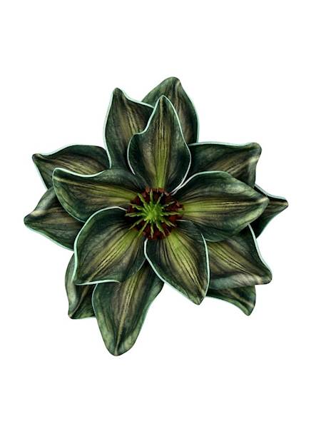 Magnolia piankowa główka 14 cm zielona