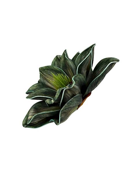Magnolia piankowa główka 14 cm zielona