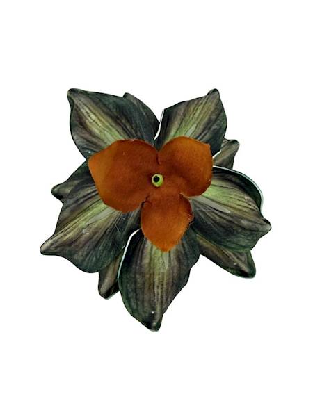Magnolia piankowa główka 14 cm zielona