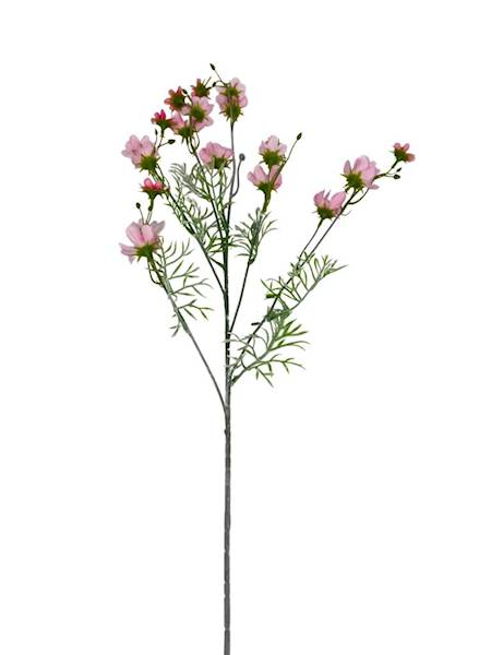 Warszawianka kosmos gałązka 86 cm jasny róż