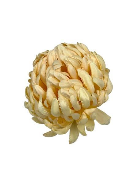 Chryzantema główka 11 cm waniliowa