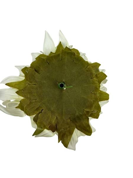 Słonecznik główka 10 cm kremowy