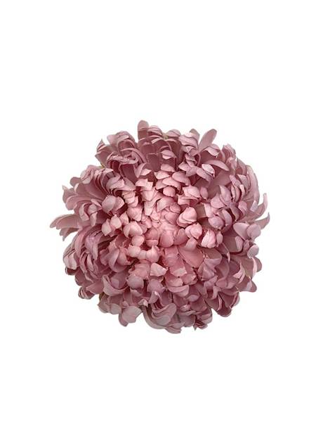 Chryzantema główka XL 16 cm różowa