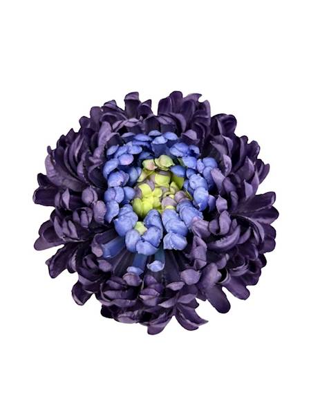 Chryzantema główka XL 16 cm fioletowa