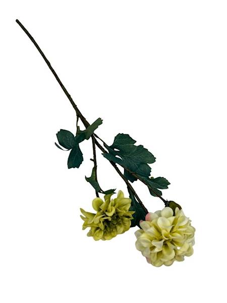Cynia gałązka 60 cm zielona