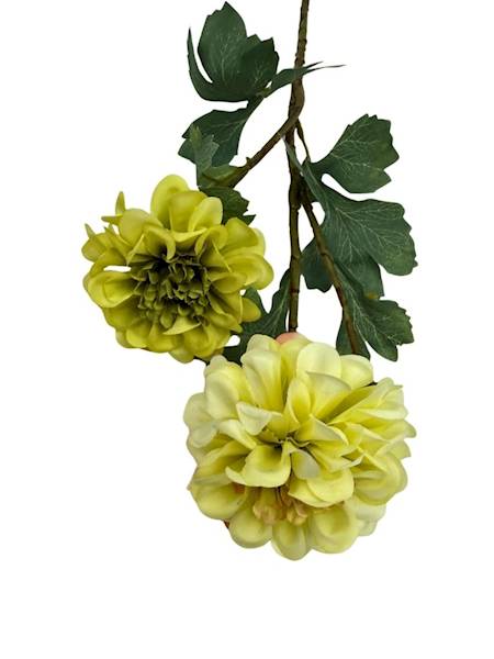 Cynia gałązka 60 cm zielona