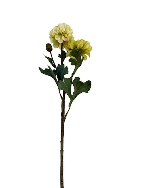 Cynia gałązka 60 cm zielona