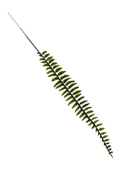 Paproć liść 48 cm zielony 4 SZTUKI