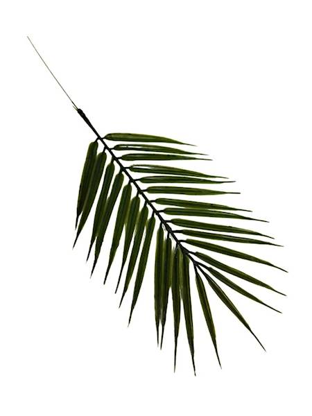 Liść palmy gałązka 38 cm 4 SZTUKI