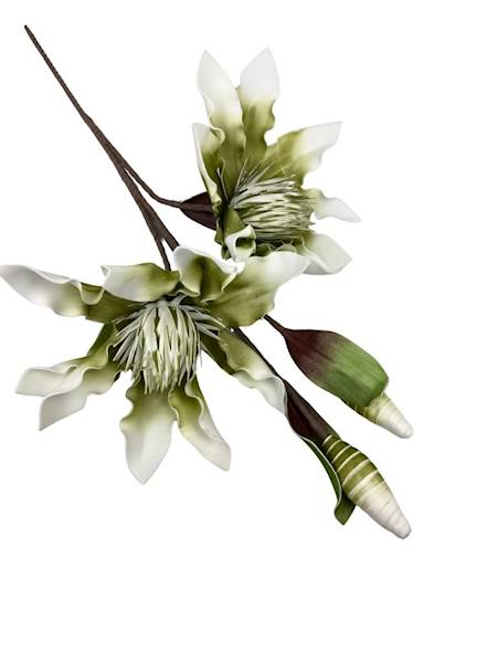Magnolia piankowa duża gałązka 107 cm zielona