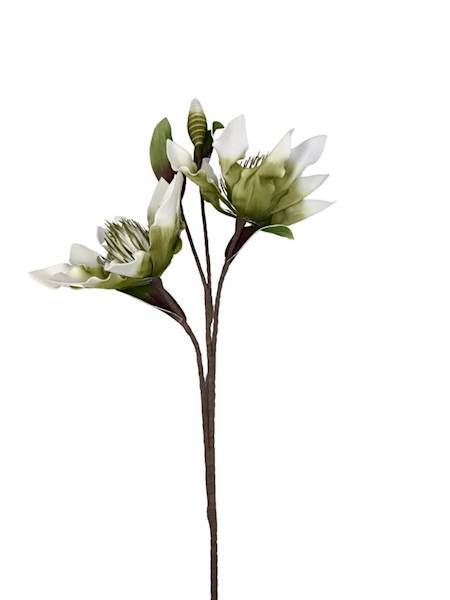 Magnolia piankowa duża gałązka 107 cm zielona