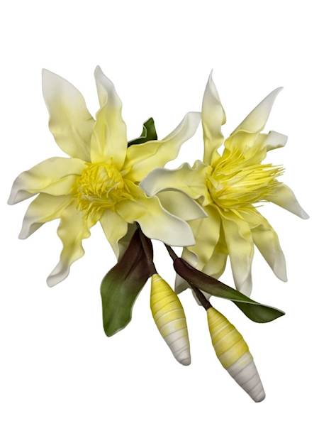 Magnolia piankowa duża gałązka 107 cm żółta