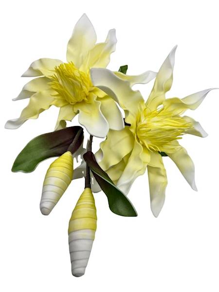 Magnolia piankowa duża gałązka 107 cm żółta