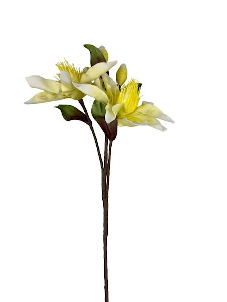 Magnolia piankowa duża gałązka 107 cm żółta