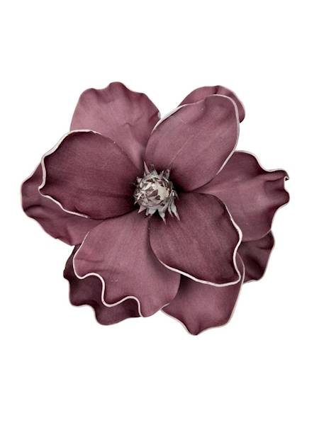 Magnolia piankowa 20 cm bordo