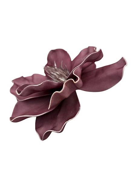 Magnolia piankowa 20 cm bordo