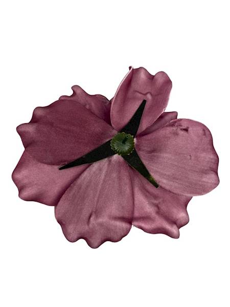 Magnolia piankowa 20 cm bordo