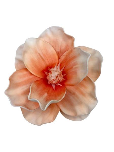 Magnolia piankowa 20 cm pomarańczowa