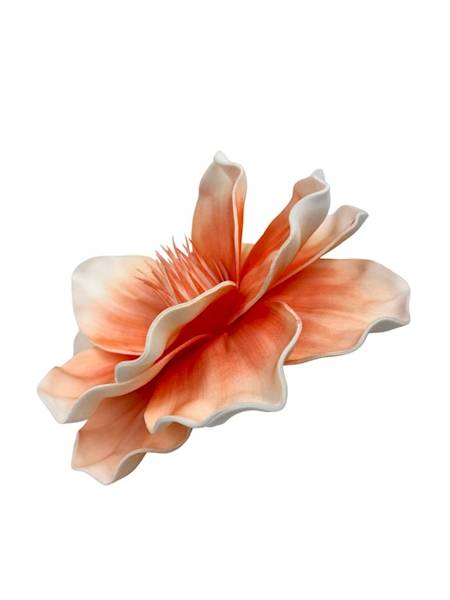 Magnolia piankowa 20 cm pomarańczowa