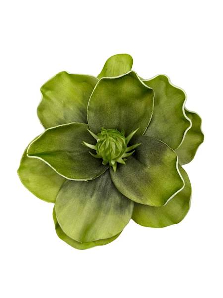 Magnolia piankowa 20 cm zielona