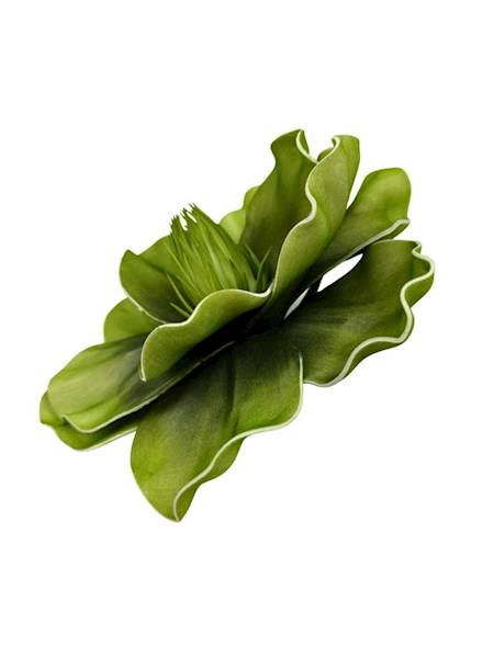 Magnolia piankowa 20 cm zielona