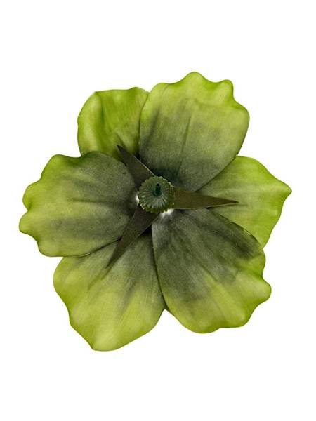 Magnolia piankowa 20 cm zielona