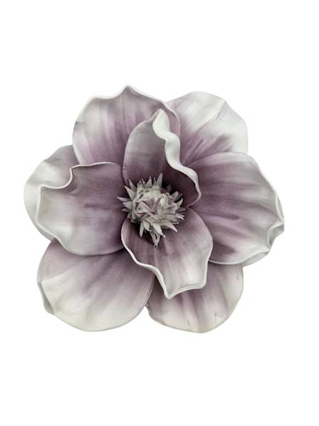 Magnolia piankowa 20 cm biało fioletowa