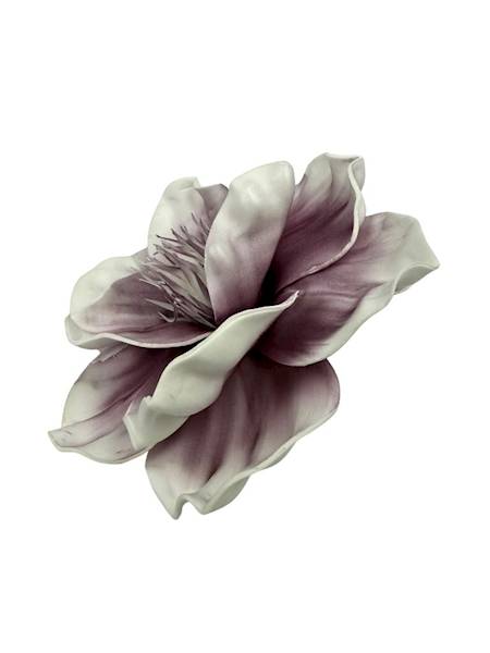 Magnolia piankowa 20 cm biało fioletowa