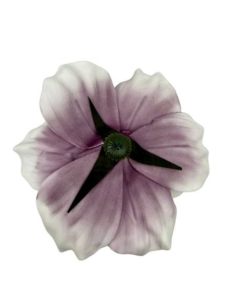 Magnolia piankowa 20 cm biało fioletowa