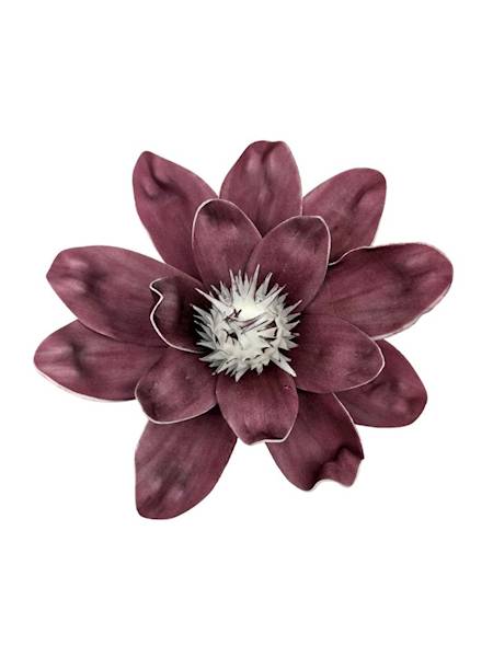 Magnolia piankowa 25 cm bordowa