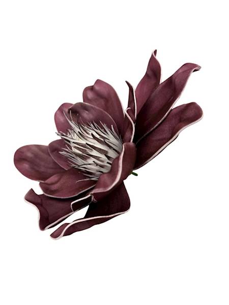 Magnolia piankowa 25 cm bordowa