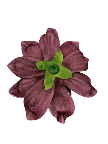 Magnolia piankowa 25 cm bordowa